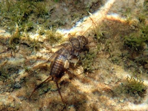 Réf. 220 879 : Dinocras cephalotes